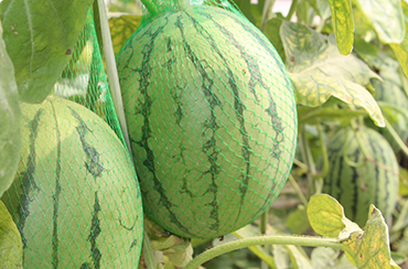 Bring to the table win-win survival